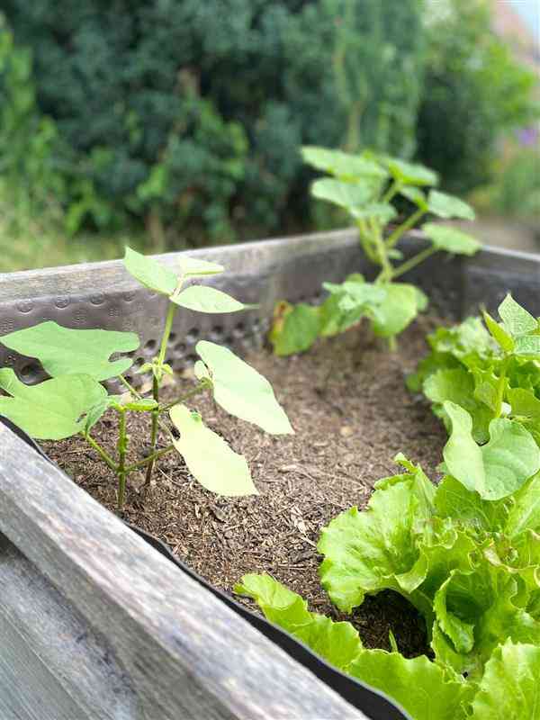 Jardinage